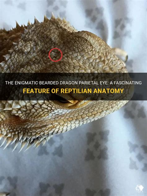 The Enigmatic Realm of Reptilian Anatomy