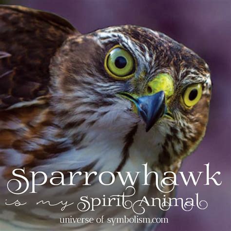 The Enigmatic Realm of Sparrow Hawk Vision