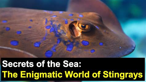 The Enigmatic Realm of Stingray Fish: A Mysterious Underwater World