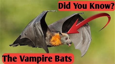 The Enigmatic Realm of Vampire Bats