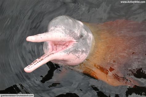 The Enigmatic Roseate Cetaceans of the Amazon River