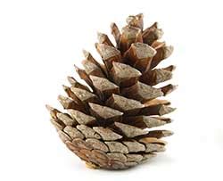 The Enigmatic Significance and Esoteric Interpretations Surrounding Dreams of Pine Cones