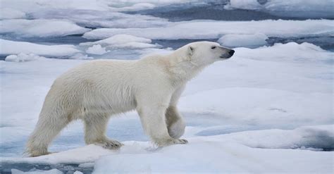 The Enigmatic Significance of Arctic Bear Reveries