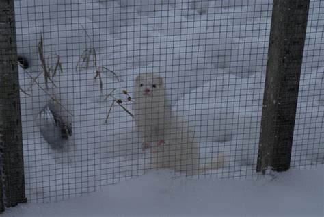 The Enigmatic Significance of Dreams Featuring the Elusive Snow Ferret