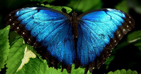 The Enigmatic Significance of Envisioning Pearlescent Butterflies in Dreams