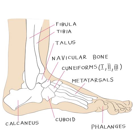 The Enigmatic Significance of Fantasizing About Foot Anatomy