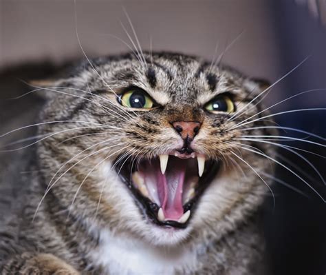 The Enigmatic Significance of a Pale Feline Displaying Aggression