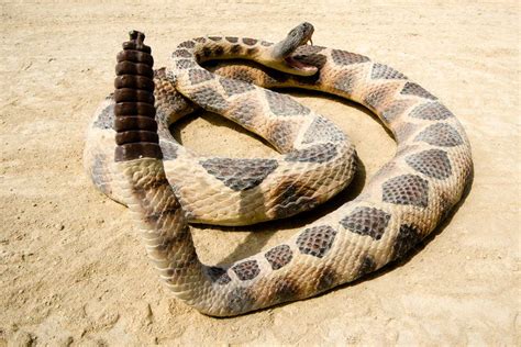 The Enigmatic Significance of a Rattlesnake Tail