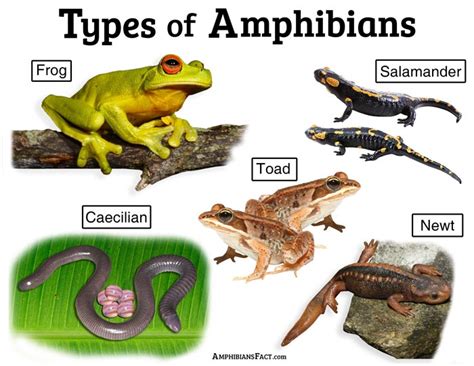 The Enigmatic Significance of an Abundance of Amphibians: An Intriguing Interpretation