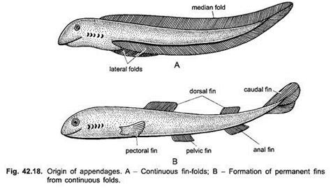 The Enigmatic Significance of the Bony Appendage