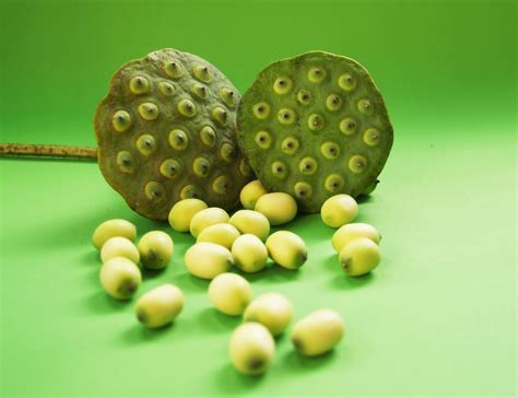 The Enigmatic Significance of the Lotus Seed