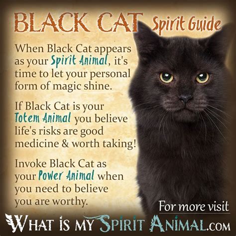 The Enigmatic Small Black Cat: Exploring its Spiritual Significance