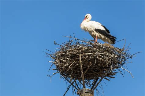 The Enigmatic Symbolism of the Majestic White Stork