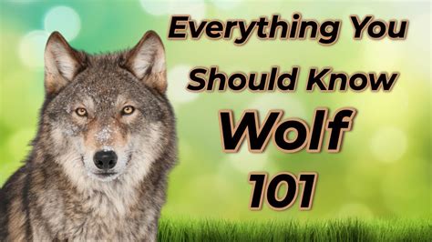 The Enigmatic Tale of Wolf Canines: Exploring their Intriguing Past