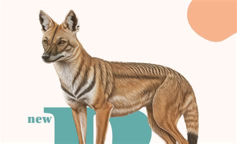 The Enigmatic Thylacine: A Journey into History