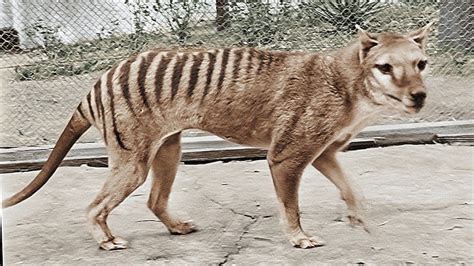 The Enigmatic Thylacine: Unlocking Its Mysterious Past and Potential Future