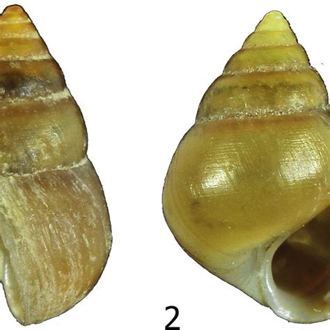 The Enigmatic Universe of Gastropods