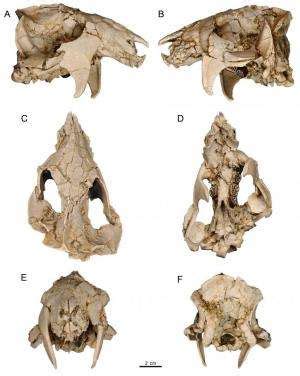 The Enigmatic Vanishing of a Historical Cranium