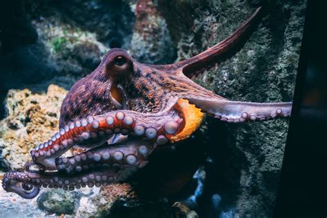 The Enigmatic World of Cephalopods