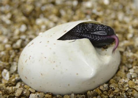 The Enigmatic World of Lizard Hatchlings