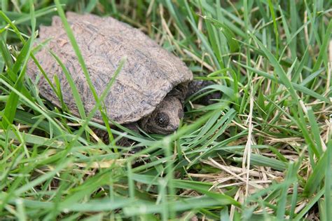 The Enigmatic World of Snapping Turtles