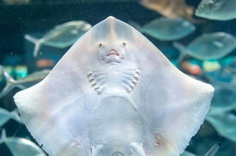 The Enigmatic World of Stingrays: Physiology and Behavior