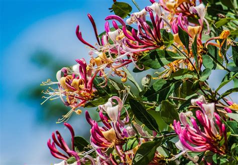 The Enigmatic World of the Fragrant Green Plant