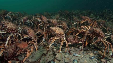 The Enigmatic World of the Spider Crab Unveiled