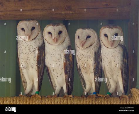 The Enigmatic and Majestic White Barn Owl