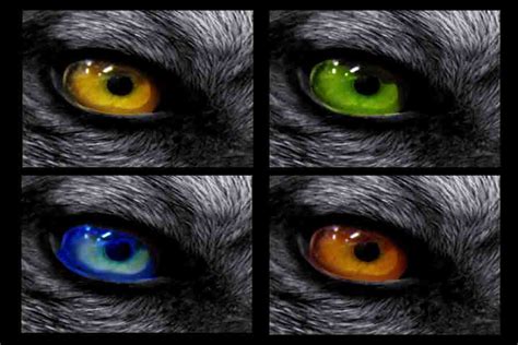 The Enthralling Elegance of Wolf Eye Colors