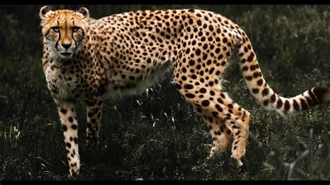 The Enthralling Universe of the Cheetah: Elegance, Velocity, and Exquisiteness