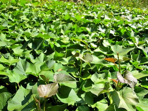 The Environmental Advantages of Cultivating Sweet Potato Leaves