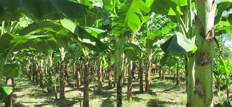 The Environmental Impact and Sustainability of Plantain Farming