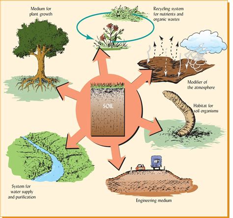 The Environmental Significance of Preserving Red Soil Ecosystems