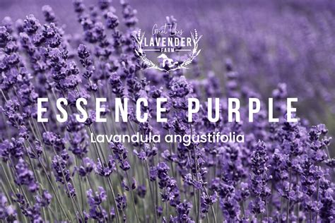 The Essence of Lavender and Violet Blossoms in Dreams