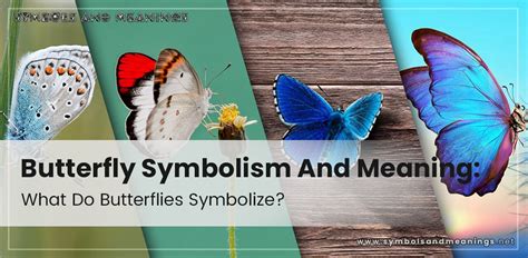 The Essence of a Butterfly: Understanding its Symbolic Meaning