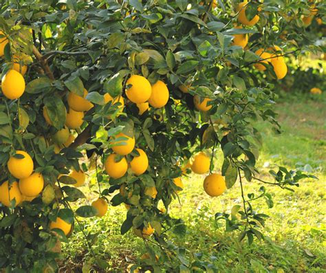 The Essence of a Dream: The Symbolism of a Lemon-laden Tree