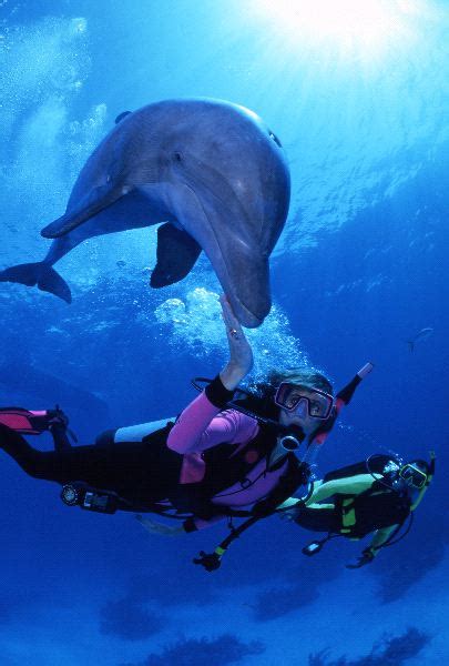 The Eternal Connection: Humans and the Majestic Dolphin