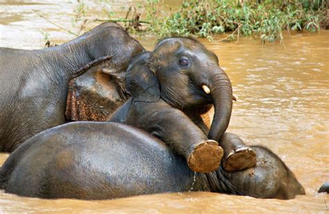 The Ethical Debate: Should Elephants Be Kept as Companions?