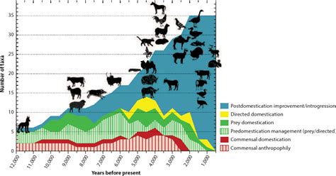 The Evolution of Cattle Domestication: From the Untamed Wilderness to the Realm of Humans