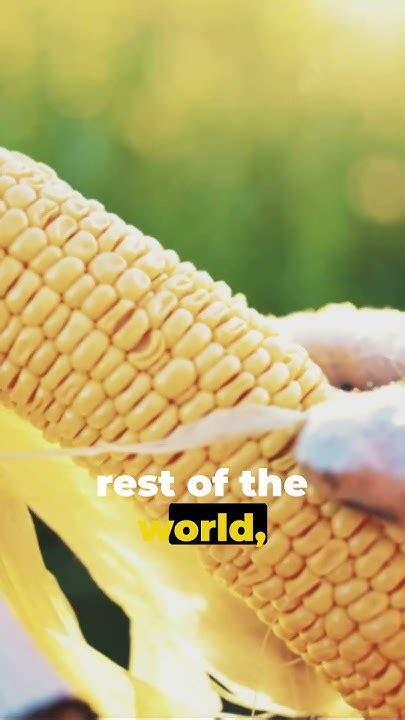 The Evolution of Fire-Kissed Maize: A Journey through the History of Roasting Corn