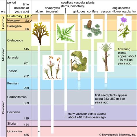 The Evolution of Pink Trees: A Journey through Botanical History