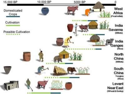 The Evolution of Rice Farming: Tracing its Journey from Ancient Beginnings to the Modern Era