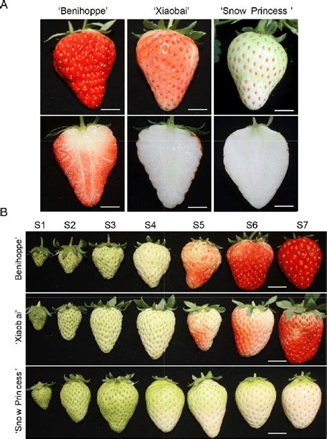 The Evolution of Strawberry Milk: From Ancient Times to Modern Variations