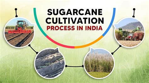 The Evolution of Sugarcane: Tracing its Journey from Ancient Civilizations to Contemporary Cultivation