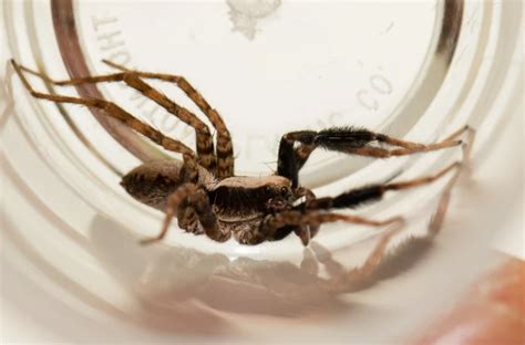 The Evolutionary Advantage: How Spider Stripes Aid in Survival