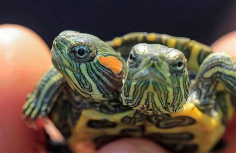 The Evolutionary Advantage of Having Two Heads in Turtles