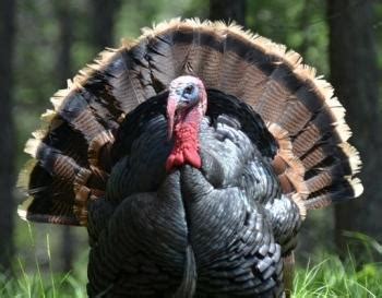 The Evolutionary Journey of Wild Turkeys: From Prehistoric Times to Today