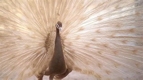 The Evolutionary Significance of Peacock's Exquisite Plumage 