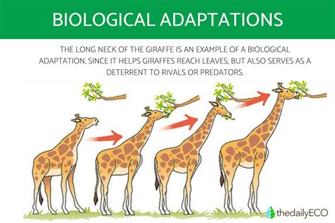 The Evolving Significance of Transformation: Adapting for Survival